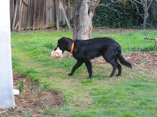 Retriever Flatcoated