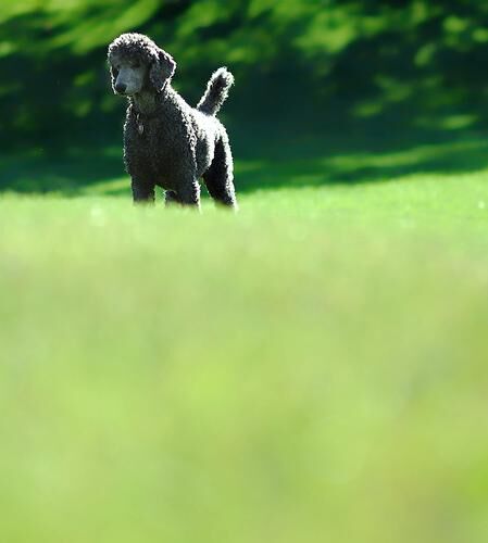 Poodle Standard