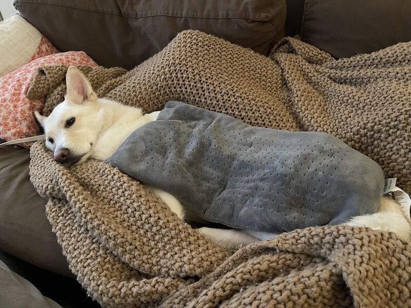 She’s enjoying the heating pad after a long day of playing in the snow