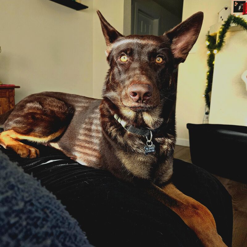 Our girl, Charlie...catching the shadows from the blinds.