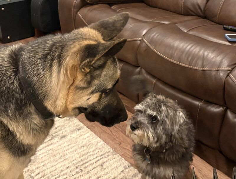 Shenanigans about to begin