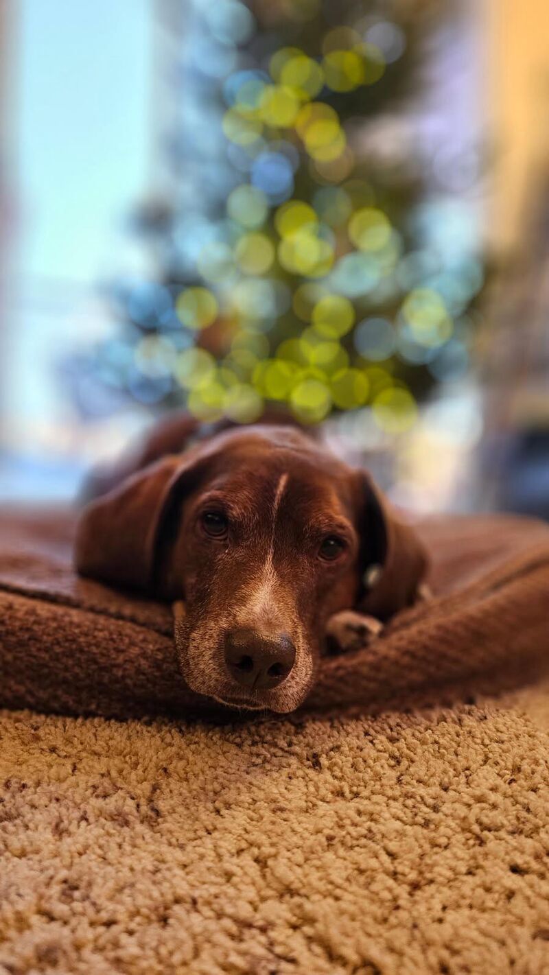 Fred so sad we won’t give him pizza