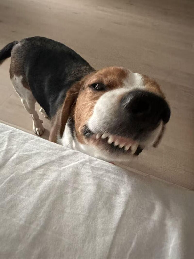 Anyone else’s beagle love to smile like this? They’re so cute