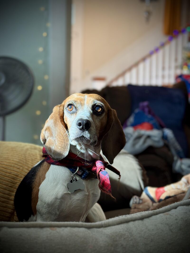 Rosie in the morning light