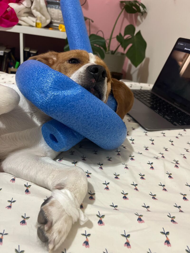 Not happy about the improvised cone