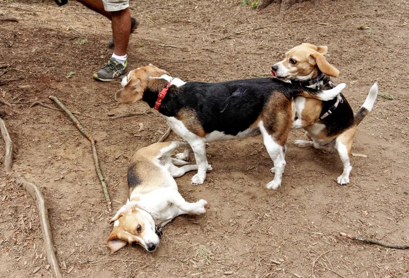 Dirty old dog! Would you stop massaging them?