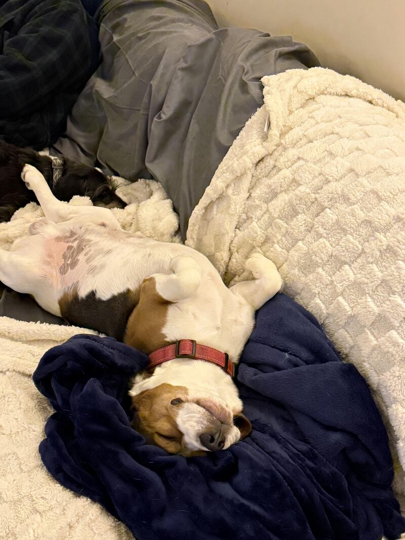 The Warrior game is on right now and he doesn't seem to care in the slightest. Sigh. #fakefan