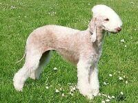 Terrier Bedlington