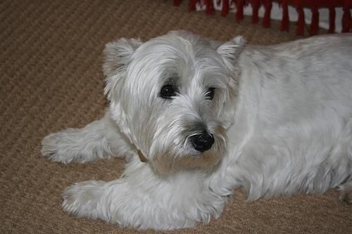 Terrier Westhighland