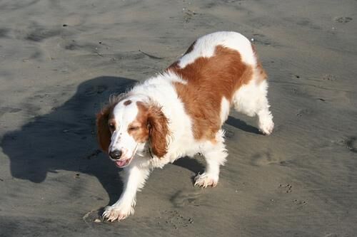Spaniel Welsh