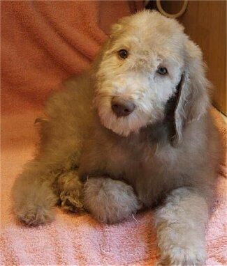 Terrier Bedlington