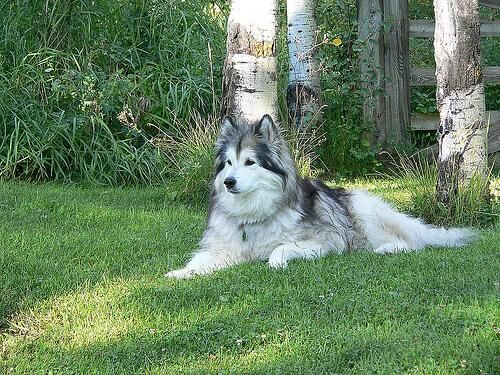 Malamute