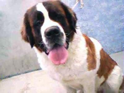 Stbernard