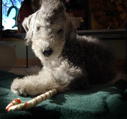 Terrier Bedlington