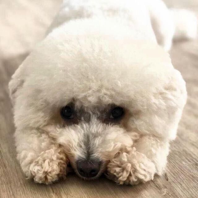 Frise Bichon