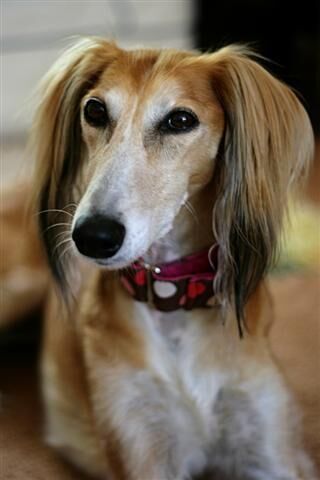 Saluki