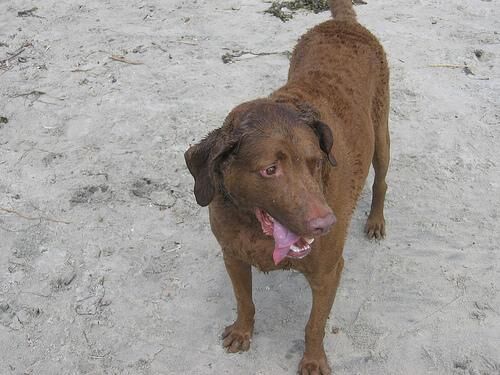 Retriever Chesapeake