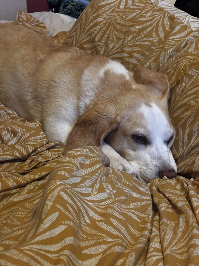 Post walk tired Maggie🐶🥺