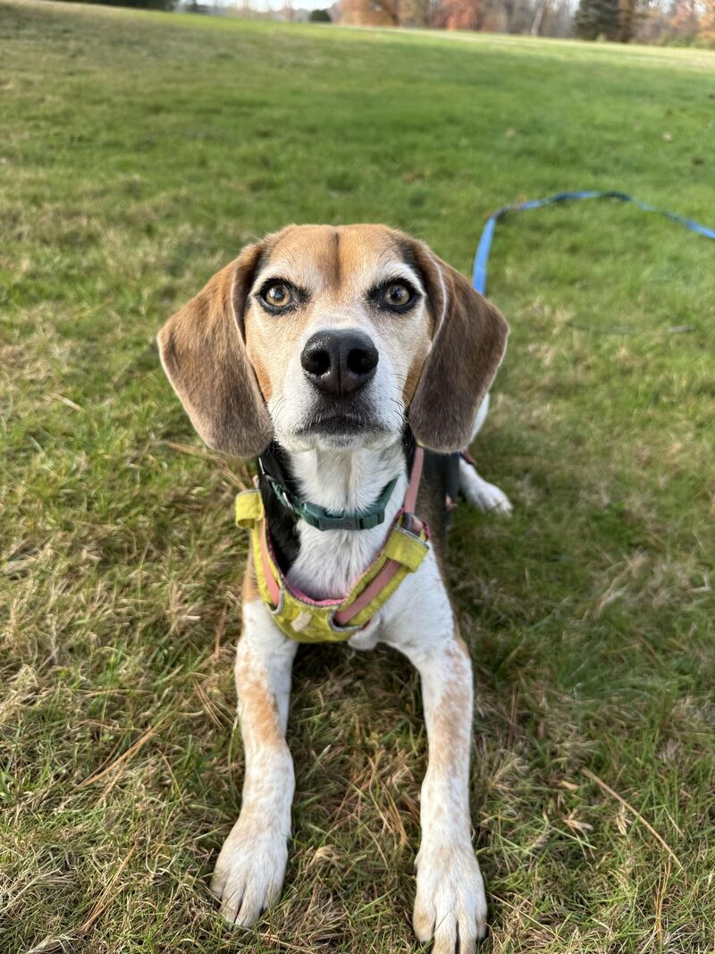 When did your beagle begin going white in the face?