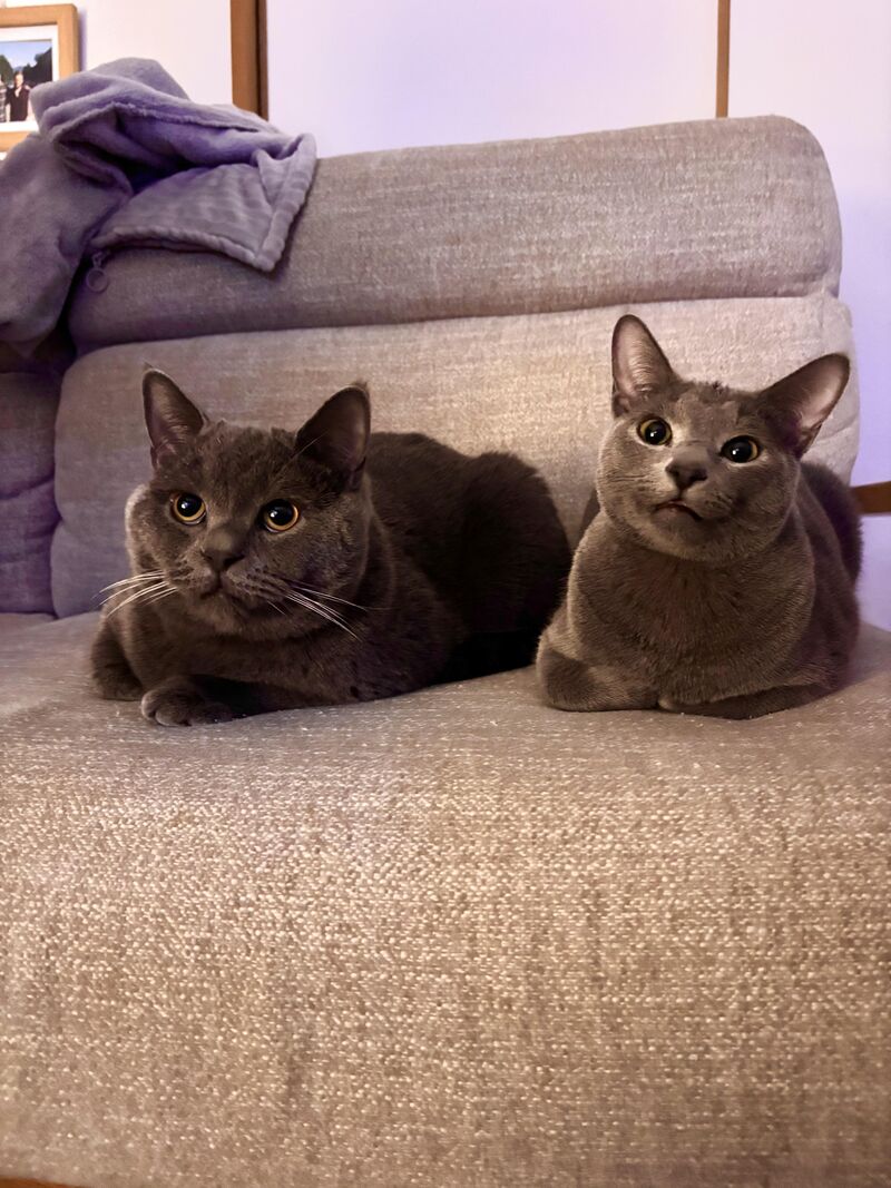 Scampi (round) and Borscht (slim)