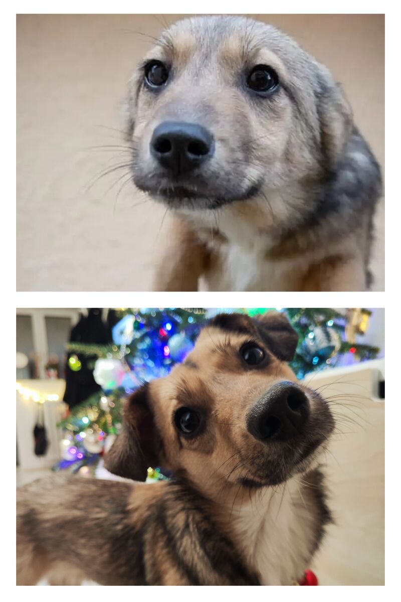 My sweet girl before and after I adopted her. I have her for 4 years now and she is my little light.