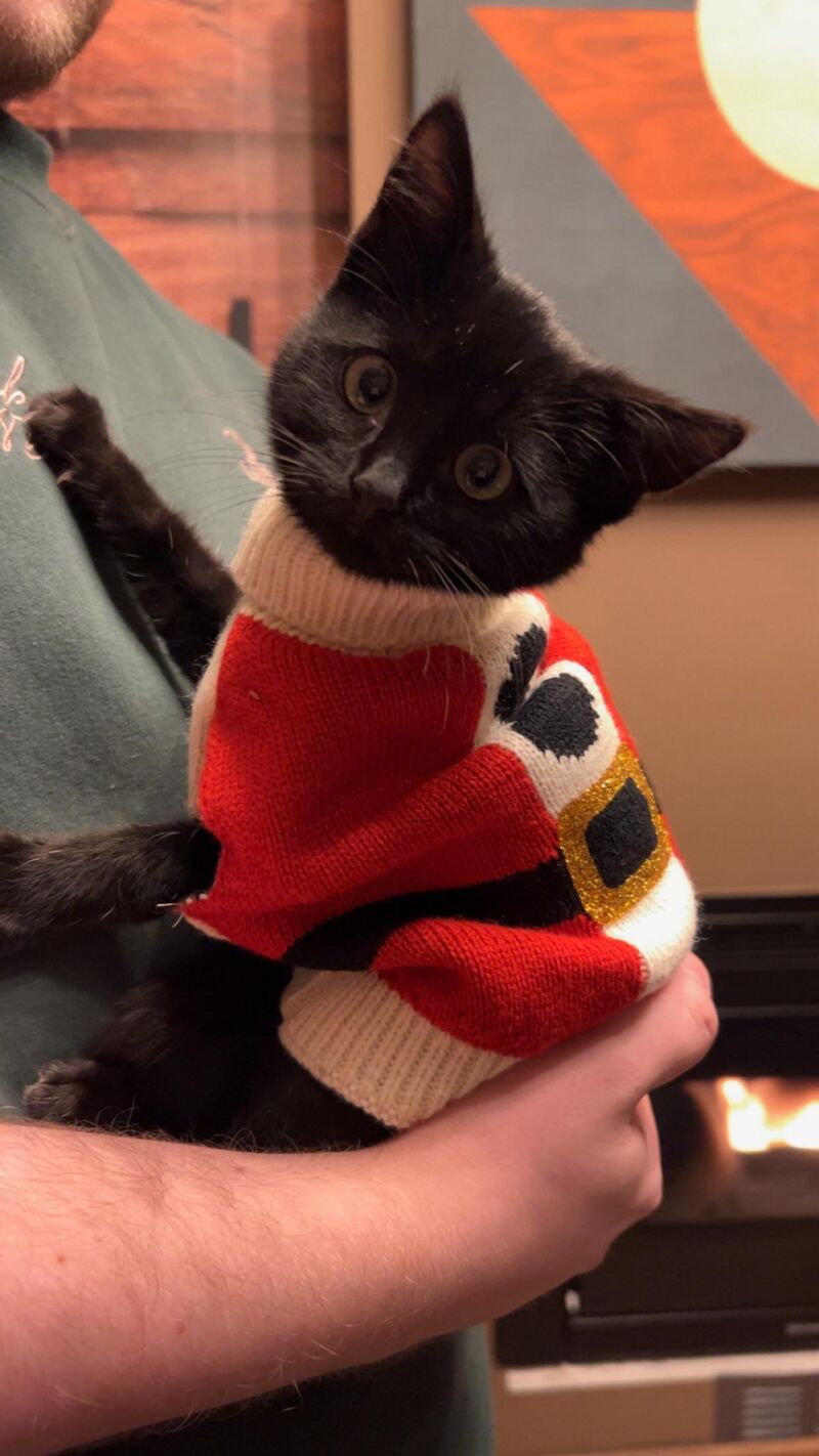 santa's little helper excited for his first xmas