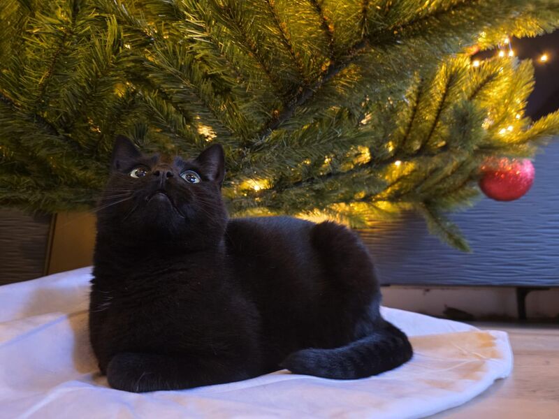 My beautiful void enjoying our new christmas tree! 🎄
