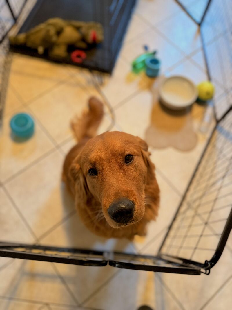 Always the first one to greet me 😊