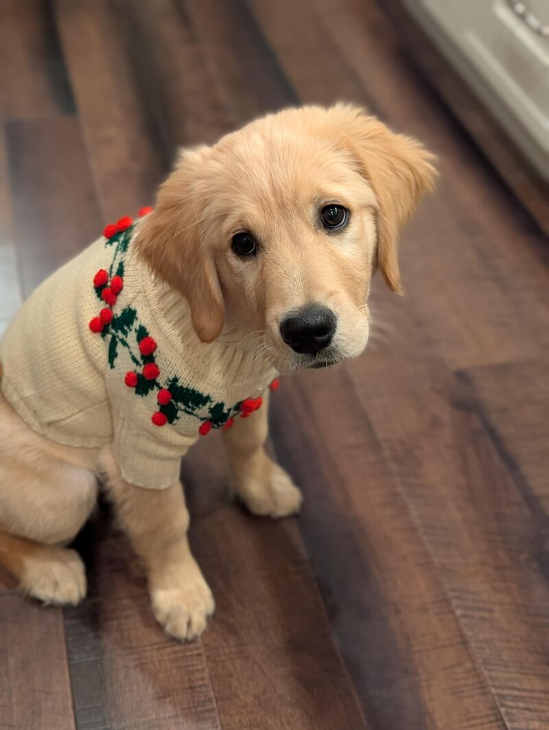 Merry Christmas from Tucker