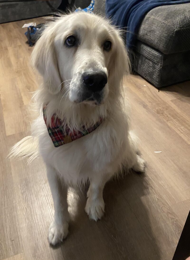 My neighbor’s sweet girl Charolette loves to come over and visit with us. She loves my kids more than the adults!