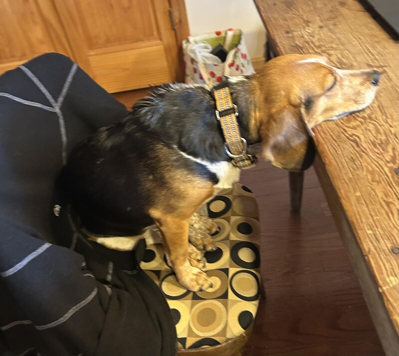 Here is my completely non-dramatic girl after I applied her monthly critter prevention.