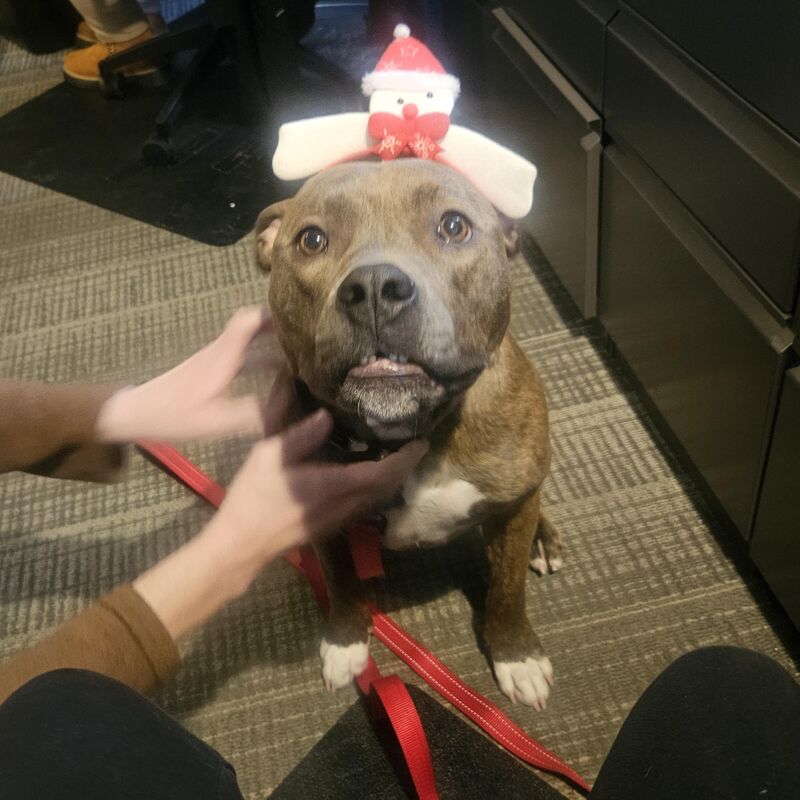 Office pibble