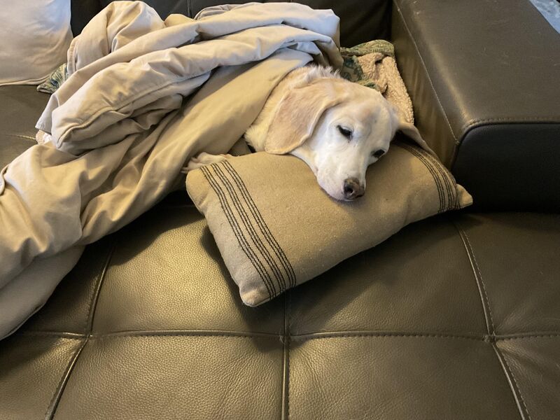 Barney the Beagle is still with us.