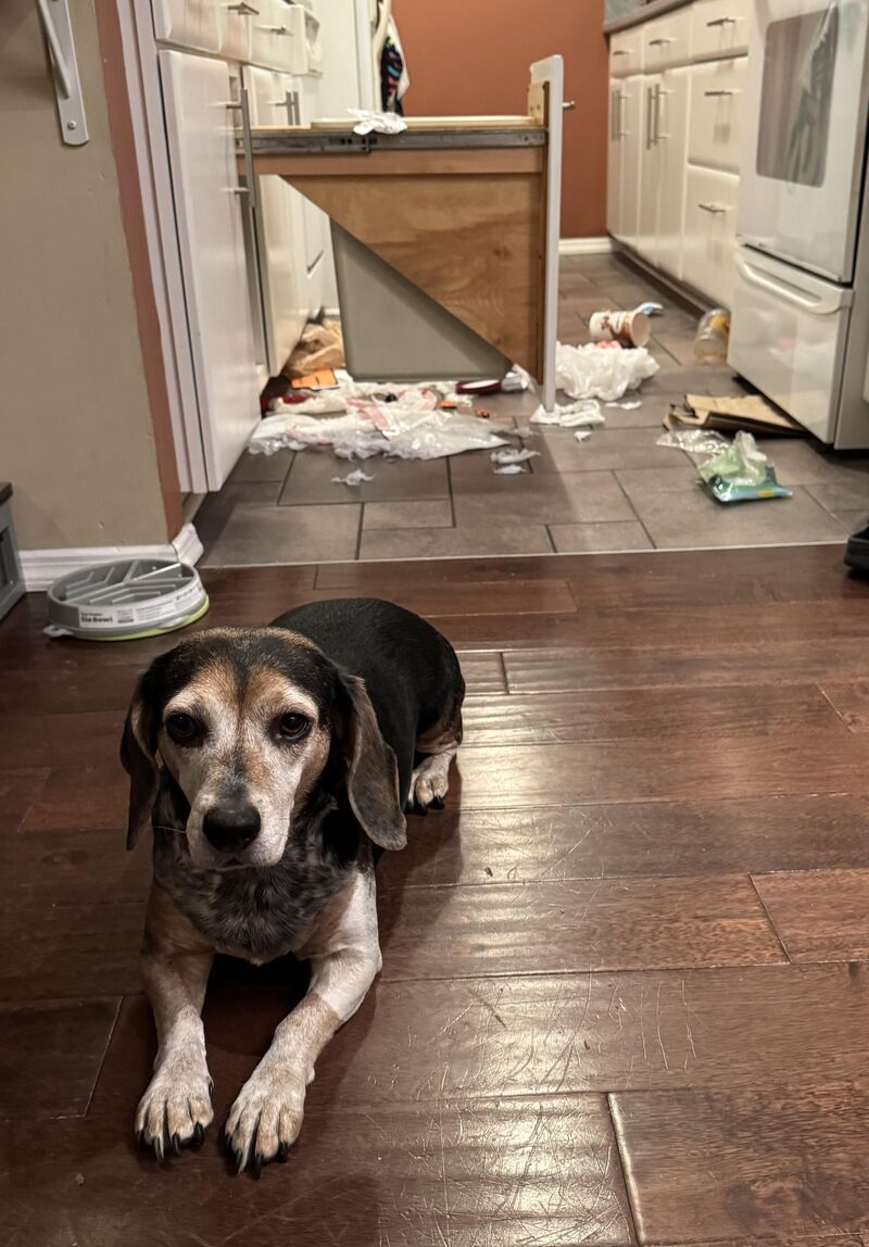Get a beagle, they said.   It will be fun, they said