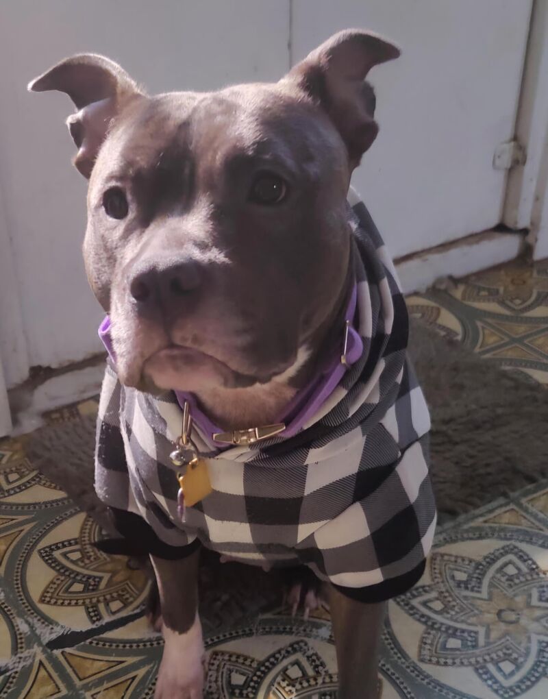 How did you wrong your pup today?