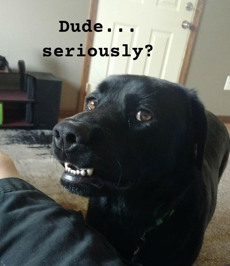 Does your lab ever look at you like...