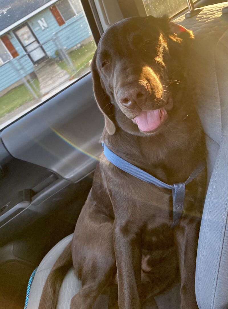 Post Dog Park Shut Down Mode