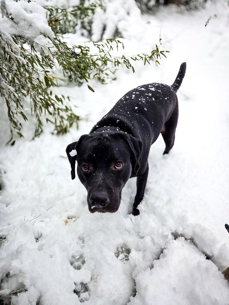 Let's see all the powdered sugar labbies