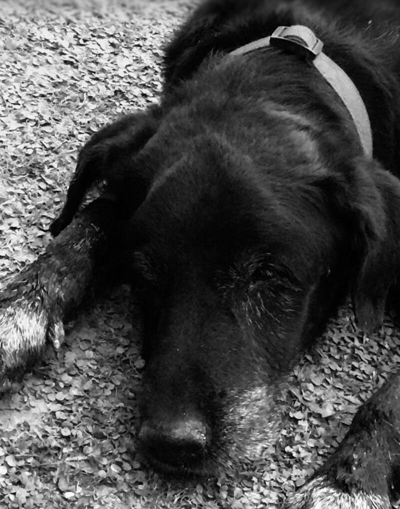 Ben by Michael Jackson always makes me cry