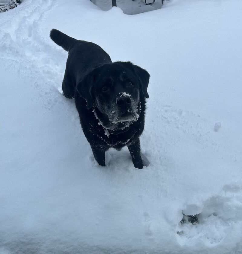 Nothing happier than a black lab in the snow