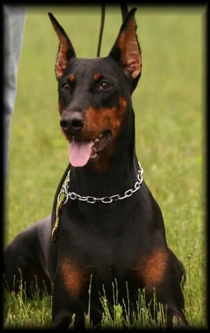 Doberman
