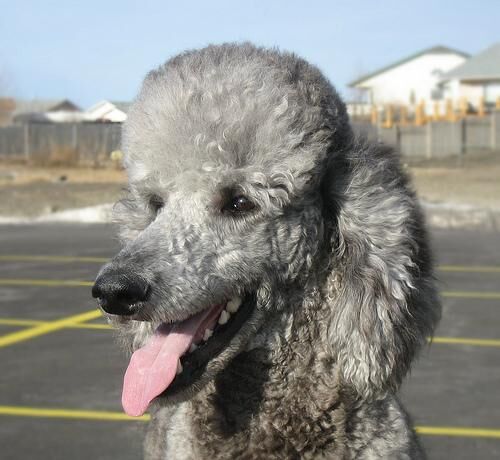 Poodle Standard