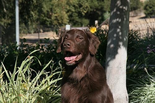 Retriever Flatcoated