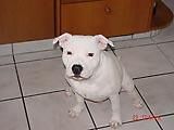 Bullterrier Staffordshire