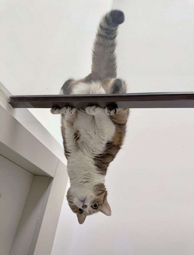 Woke up and found my cat doing a handstand😂