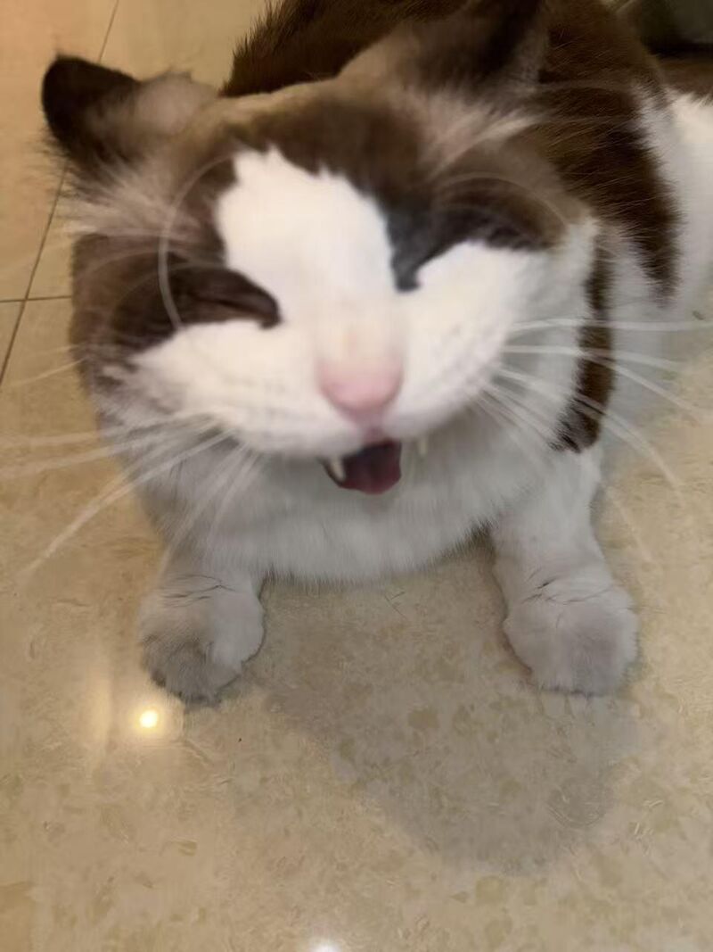 Every time he yawns, I have to fight the urge to poke a finger in there 😂