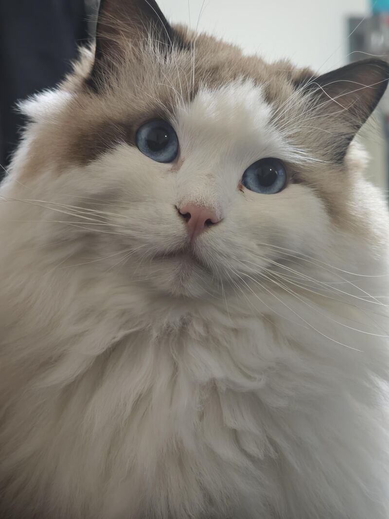 My fluffy keeps staring at me with those blue eyes when I work, totally distracting me from my tasks😂😂