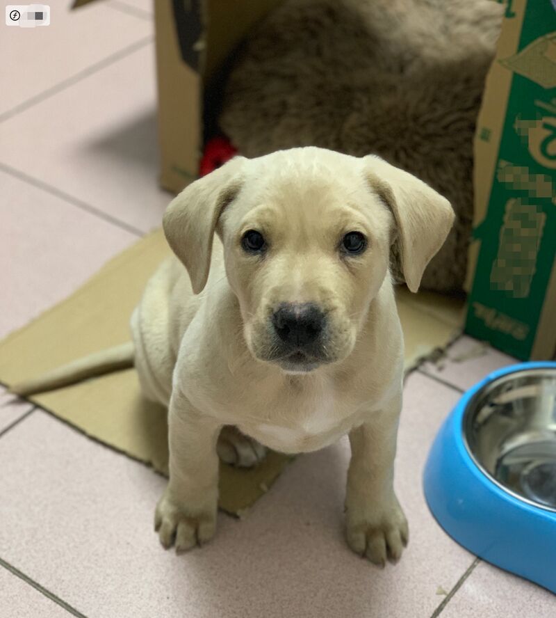 Freshly baked Labrador, two tiny drumsticks and zero thoughts
