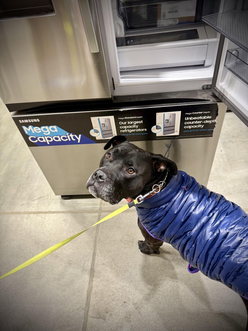She was excited to check out the Fridge aisle at Lowe’s and immediately disappointed to find no cheese…