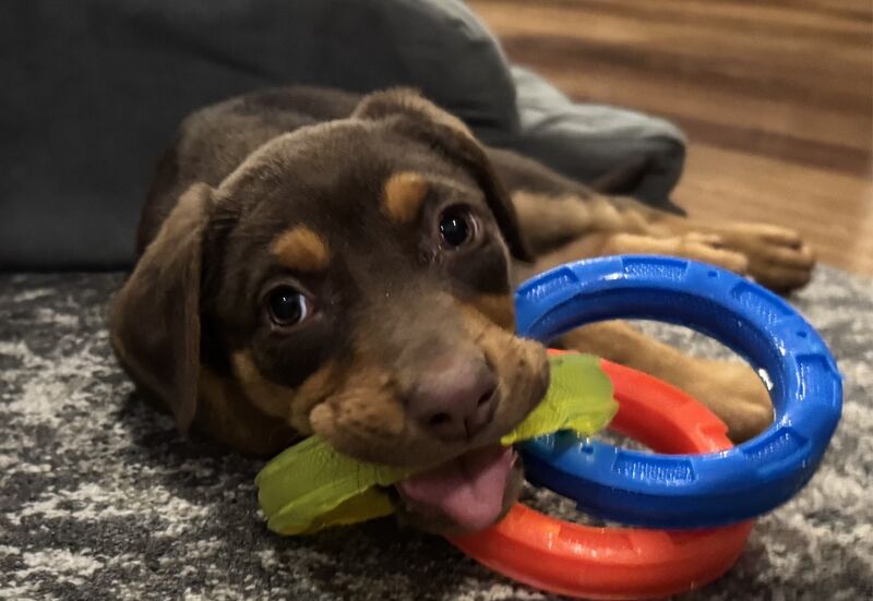 She was left at a shelter, and saved the same day!